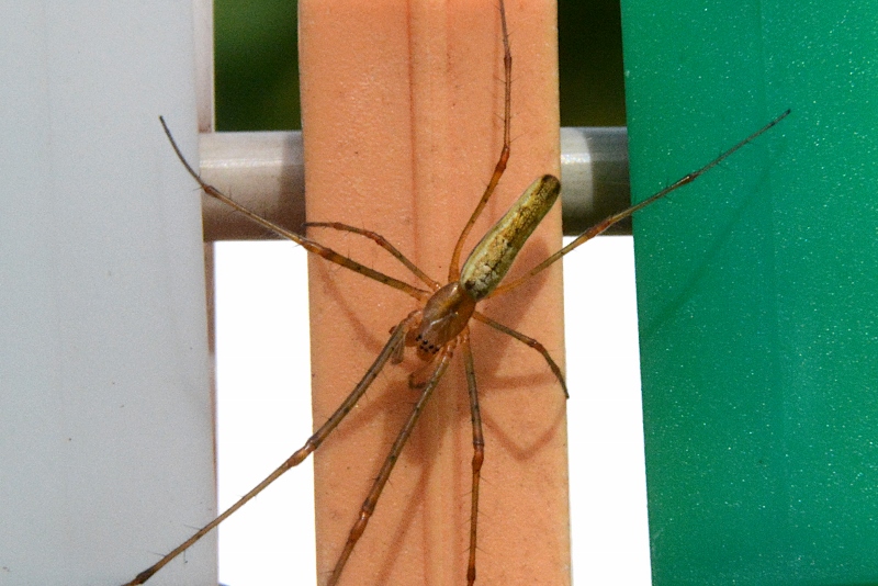 Tetragnatha sp.?  S! - Sassoferrato (AN)